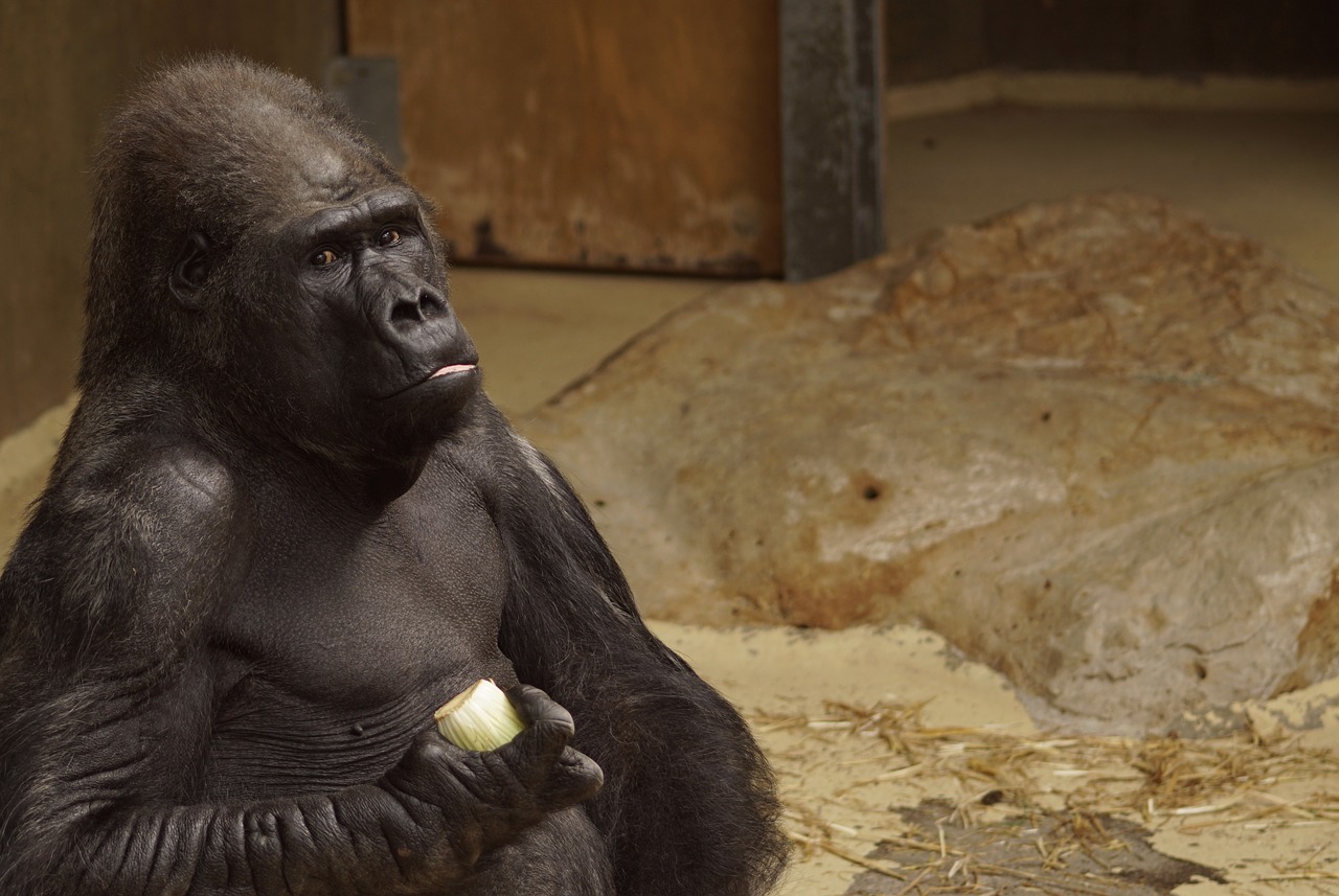 gorilla zoo ape free photo
