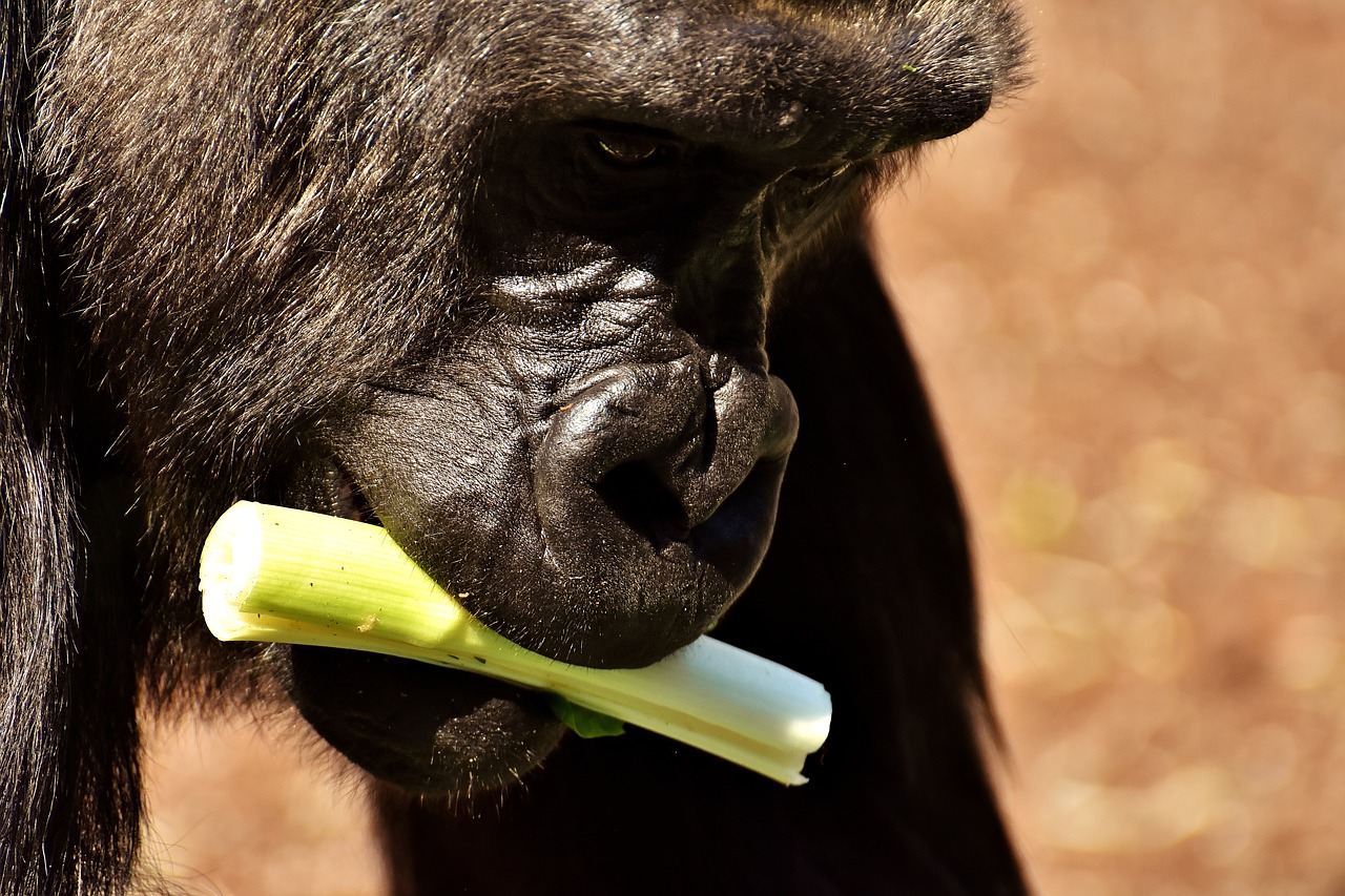 gorilla monkey funny free photo