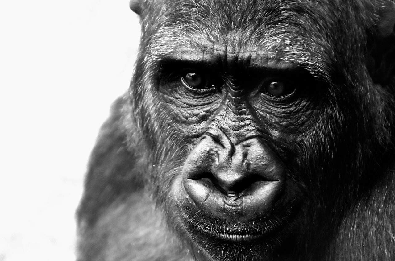 gorilla monkey animal free photo