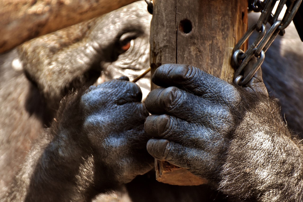gorilla feeding playful free photo