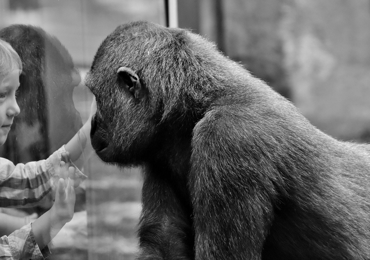 gorilla child separation free photo