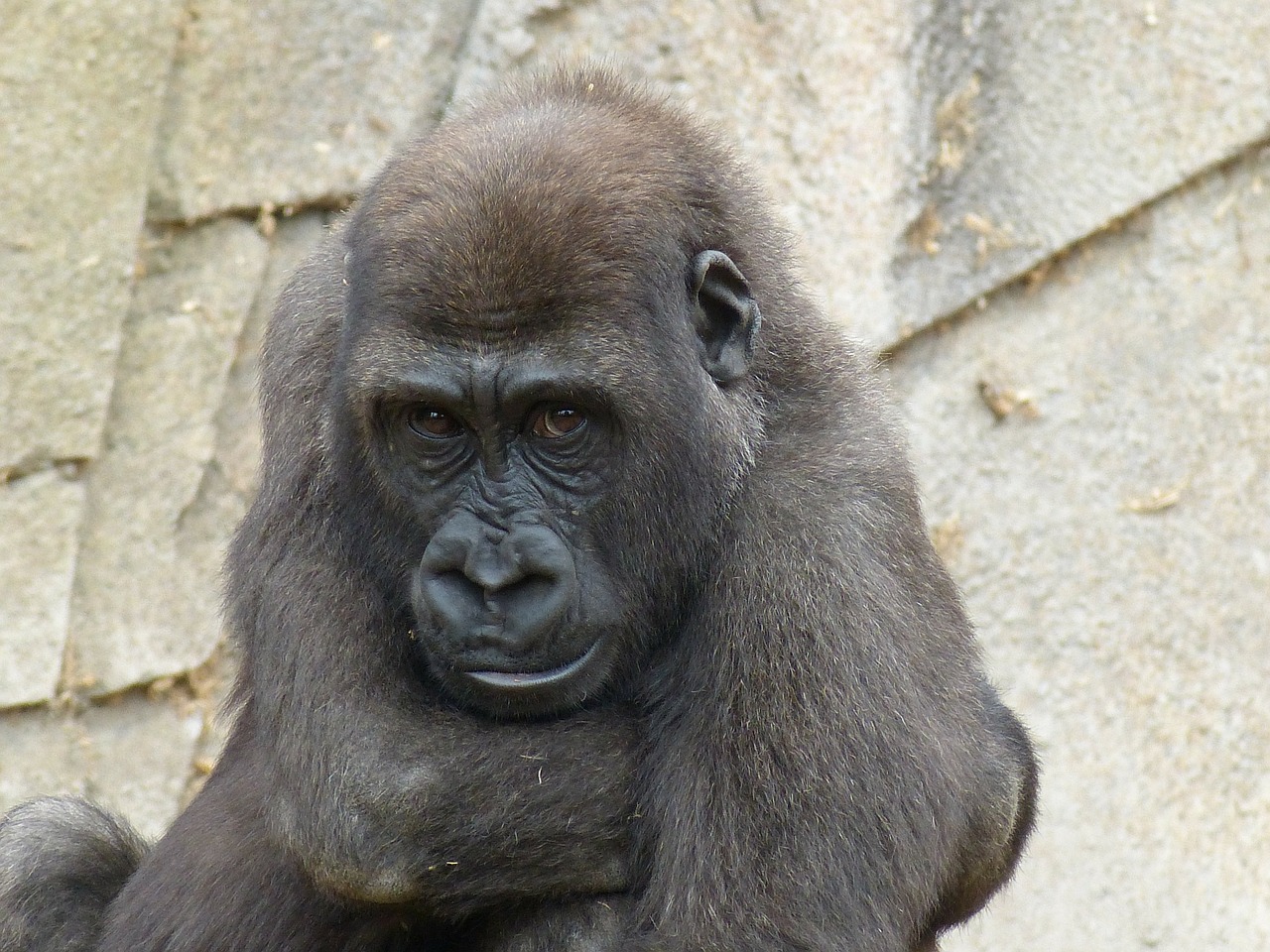 gorilla monkey black free photo
