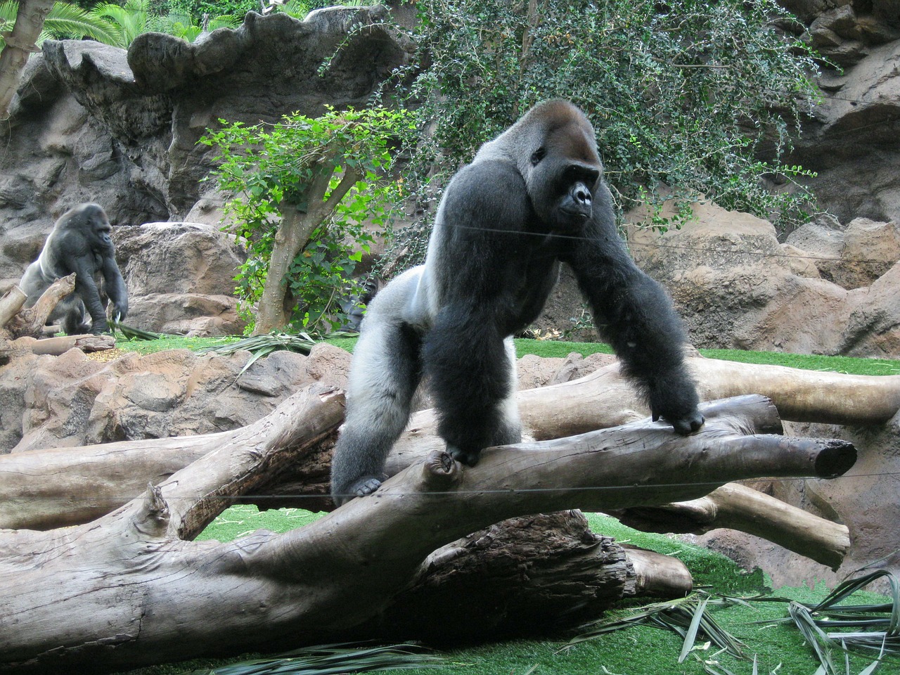 gorilla silverback zoo free photo