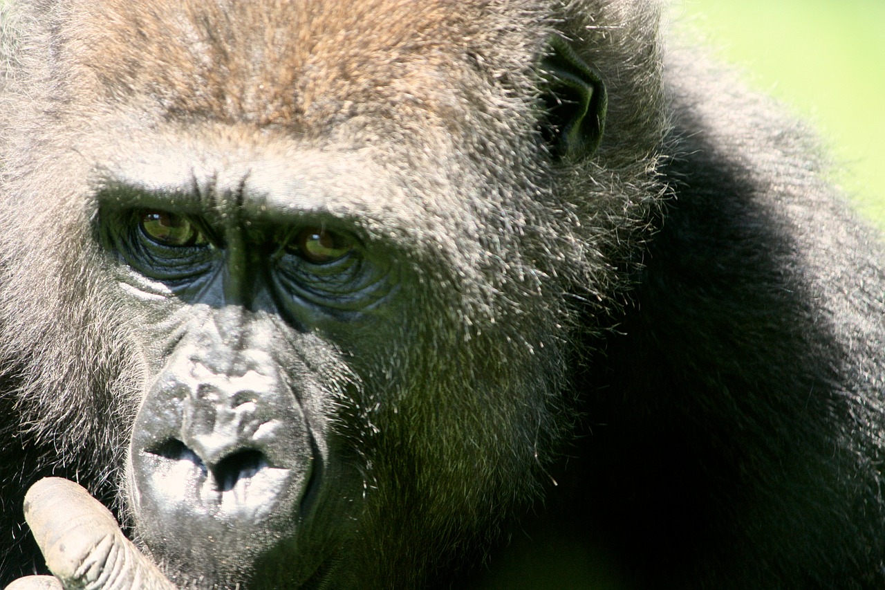 gorilla ape geischt free photo