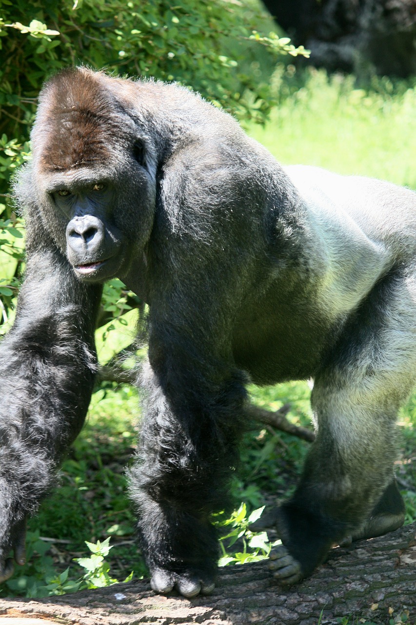gorilla ape grey back free photo