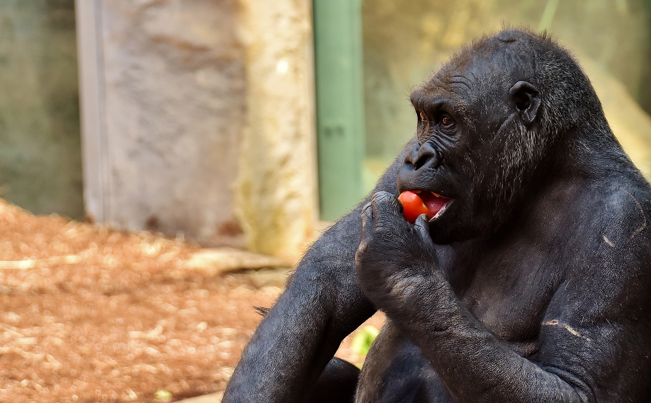 gorilla feeding hungry free photo