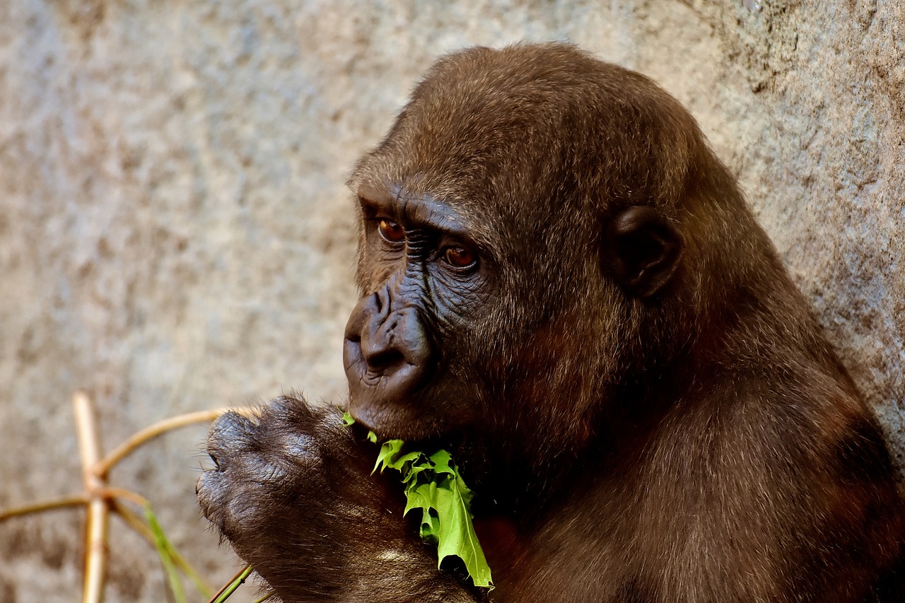 gorilla feeding hungry free photo