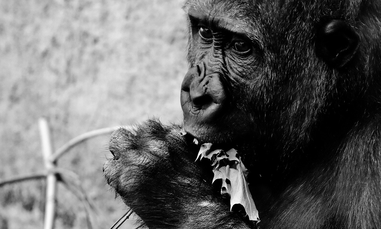 gorilla feeding hungry free photo