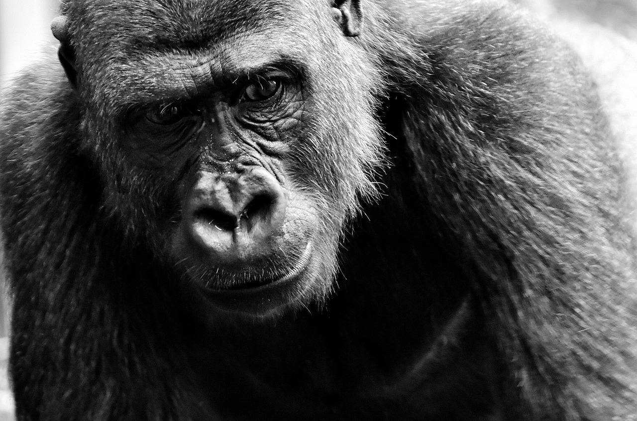 gorilla view dangerous free photo