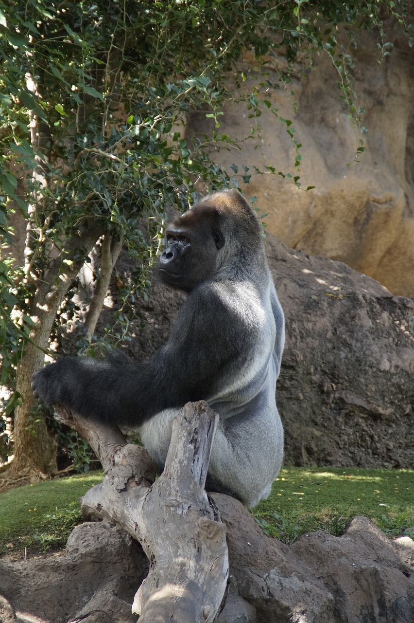 gorilla males a male gorilla free photo