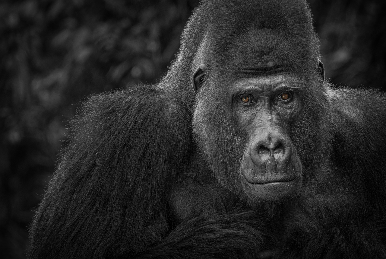 gorilla monkey watch free photo