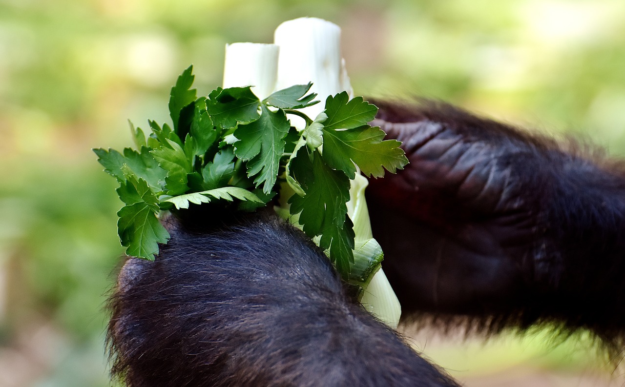 gorilla hands food free photo