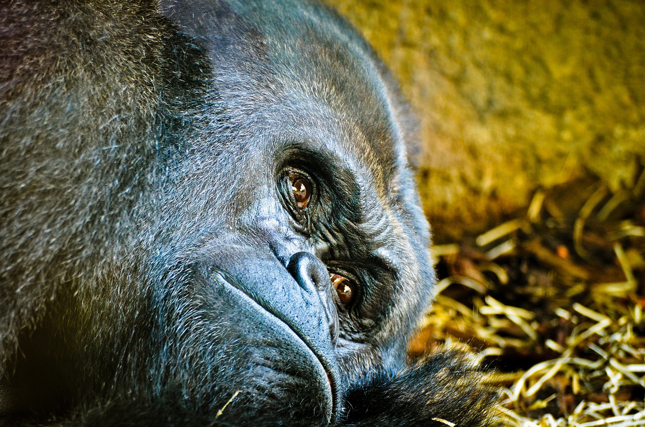 gorilla zoo frankfurt free photo