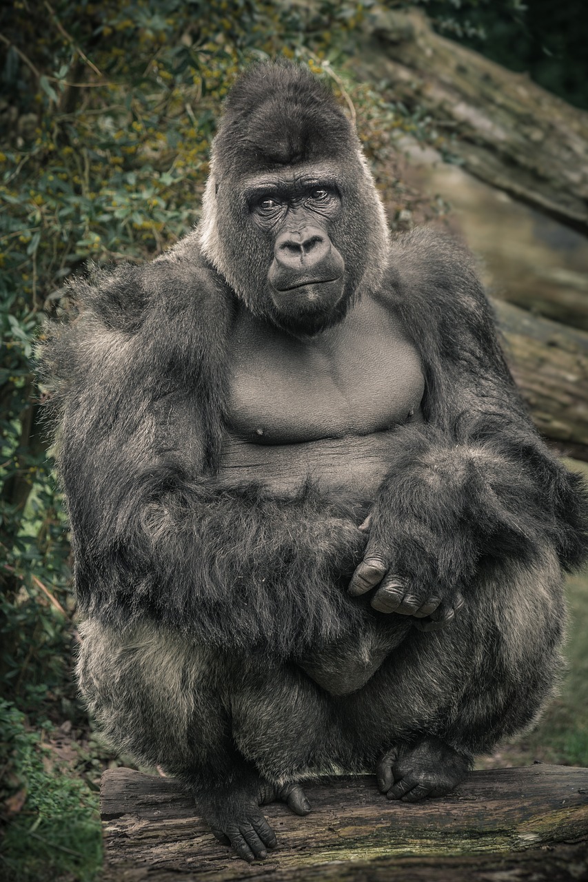 gorilla monkey ape free photo