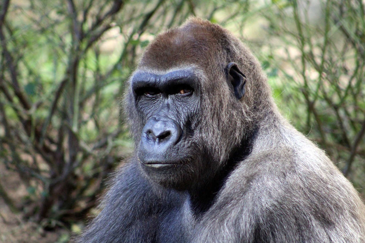gorilla forest wildlife free photo