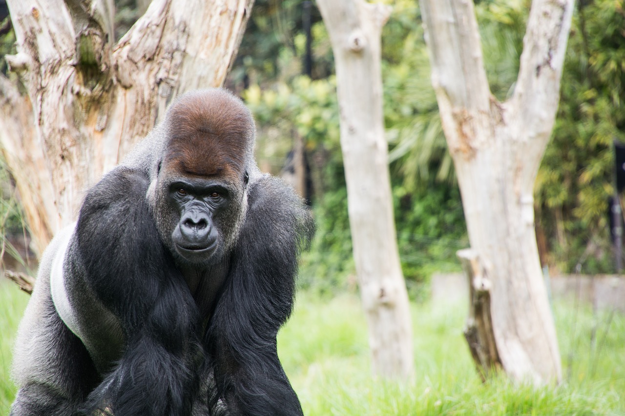 gorilla london zoo primate free photo