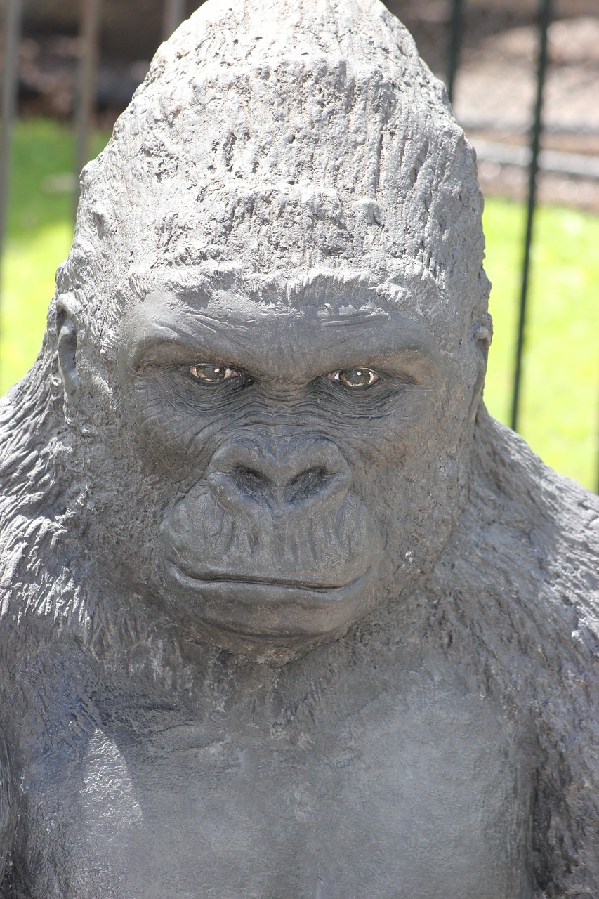 gorilla ape animal free photo