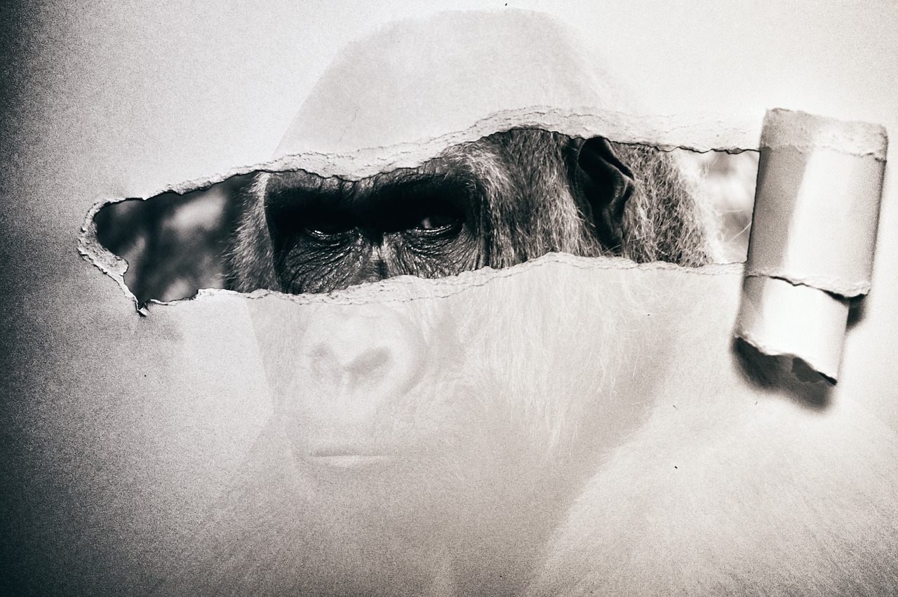 gorilla paper black and white free photo