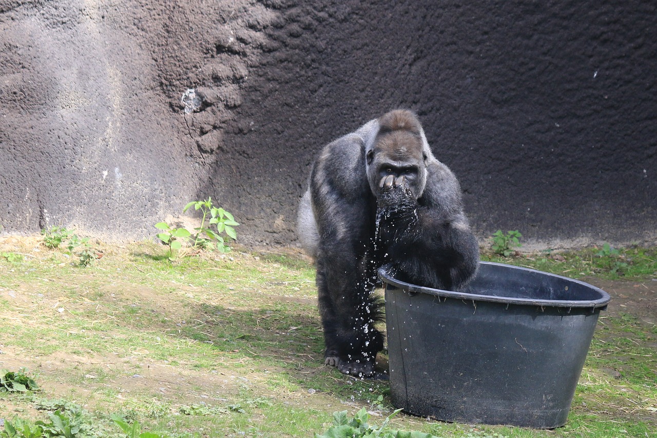 gorilla animal wild free photo