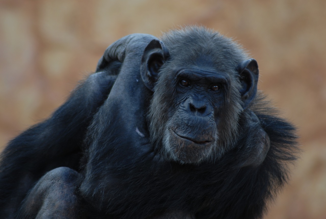 gorilla animal primate free photo