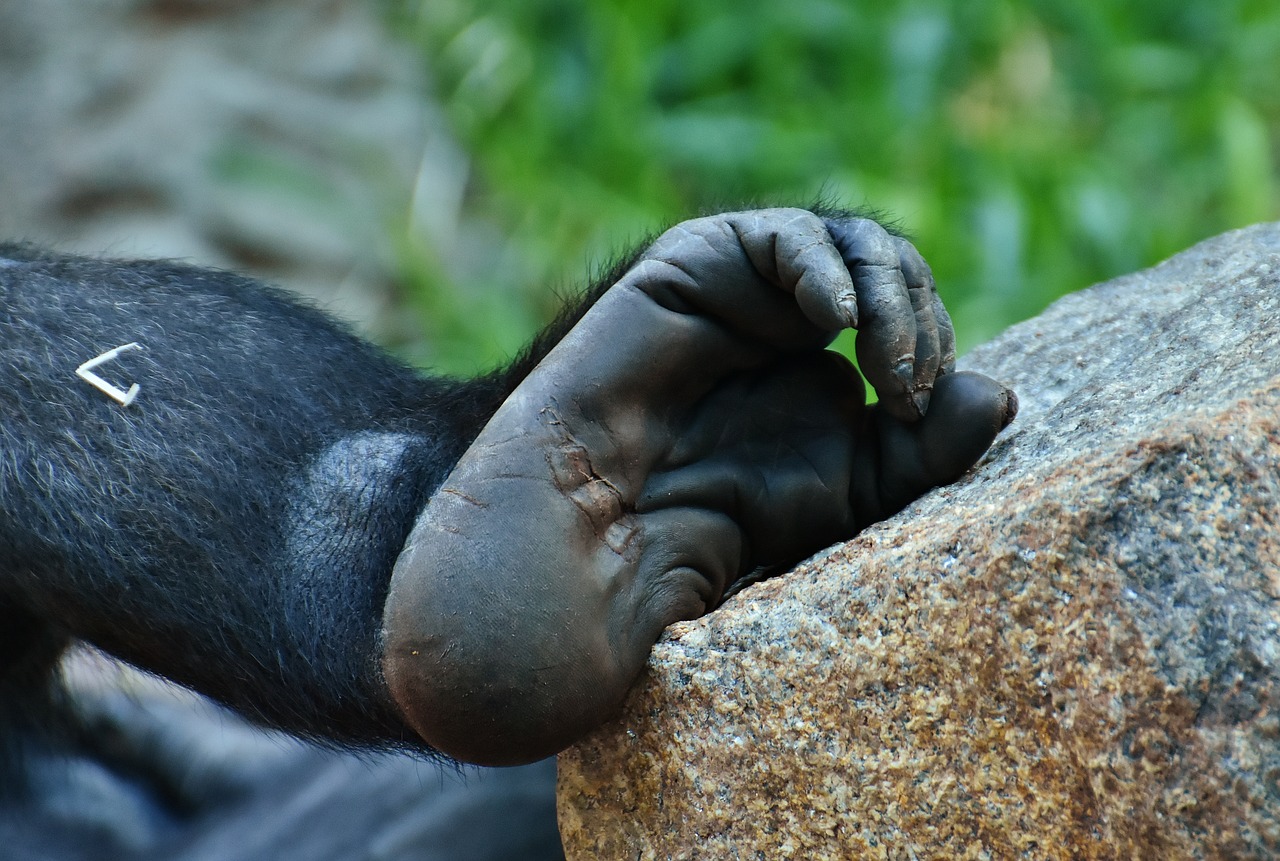 gorilla monkey foot free photo