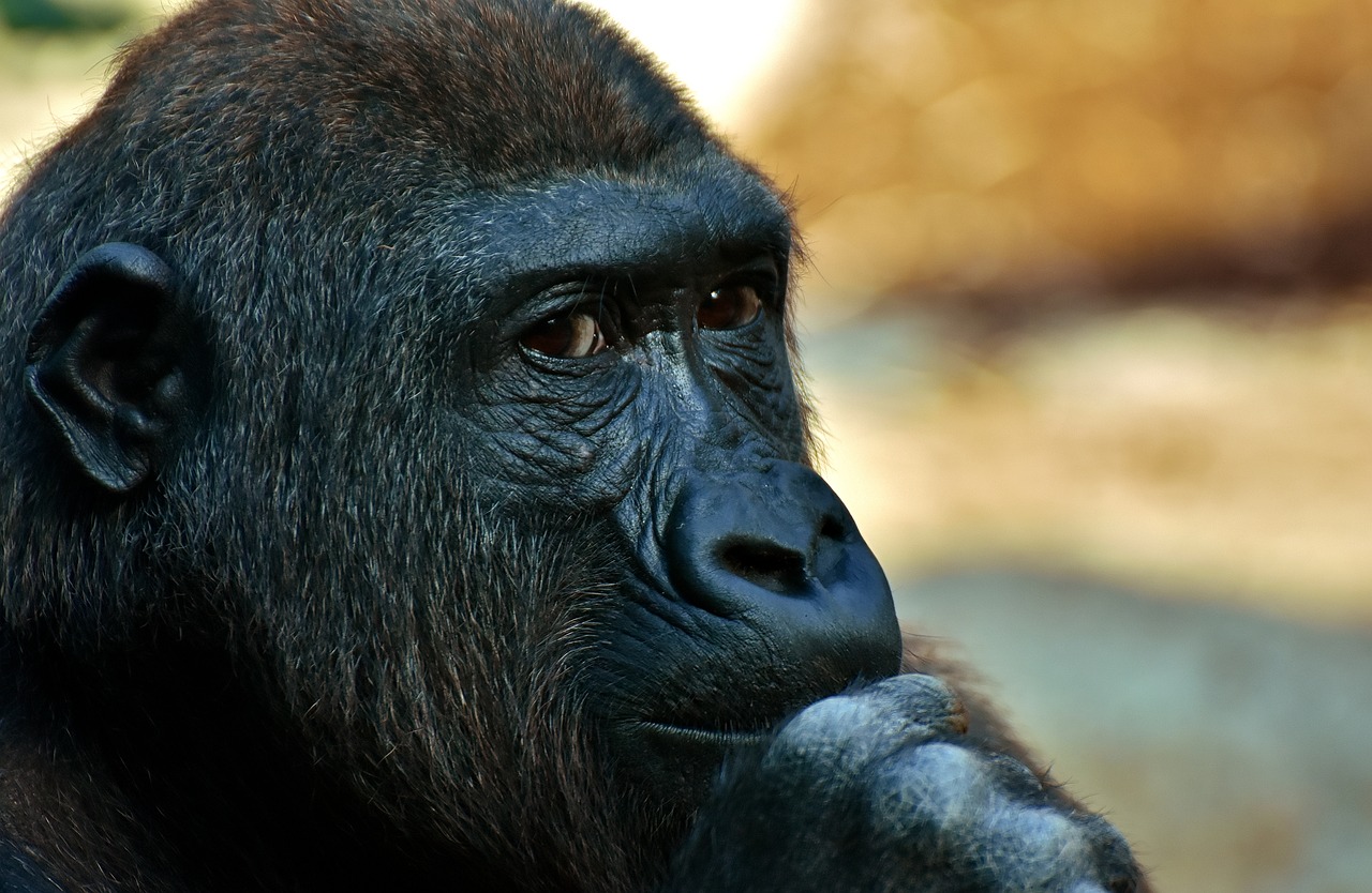 gorilla monkey animal free photo