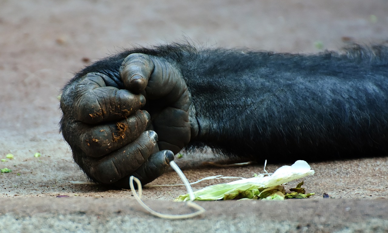 gorilla monkey hand free photo