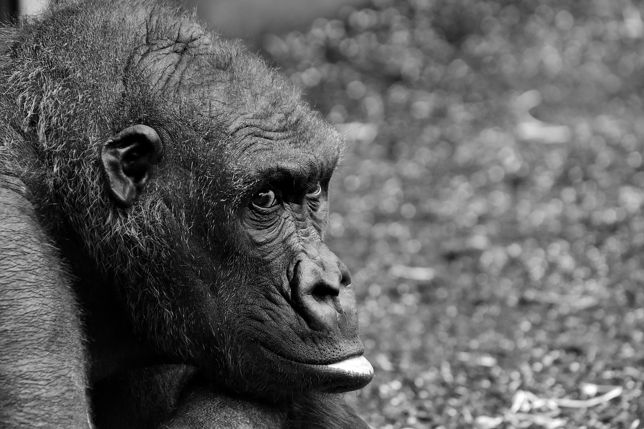 gorilla monkey animal free photo