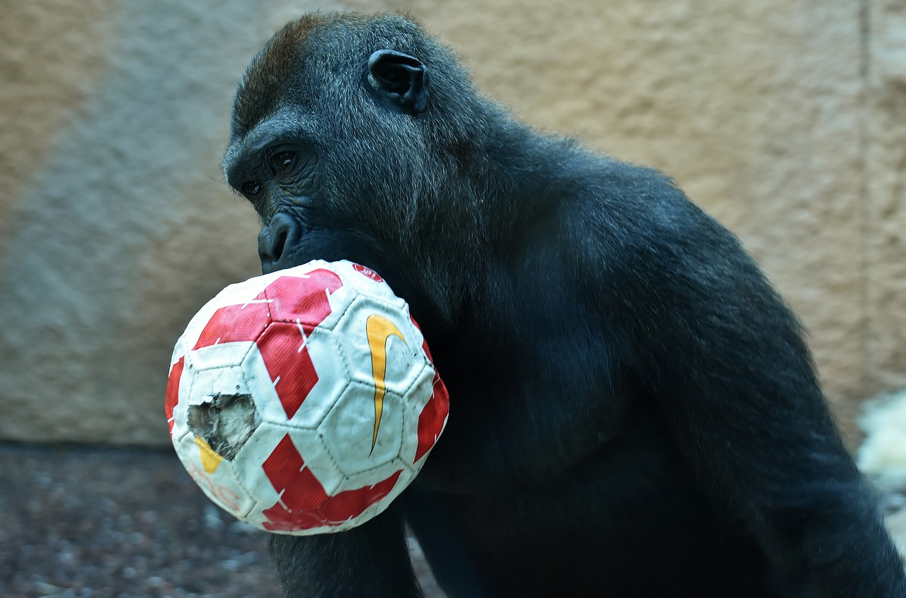 gorilla monkey play free photo