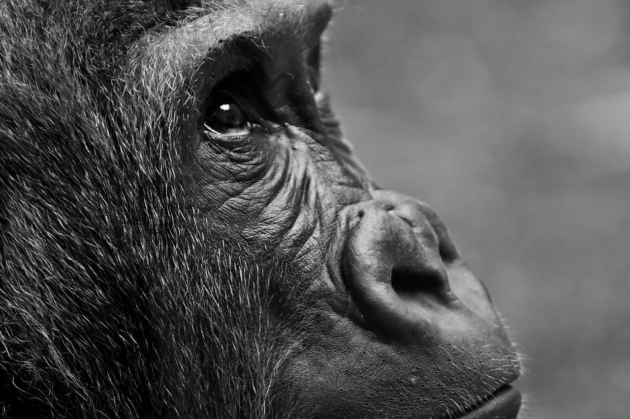 gorilla monkey animal free photo