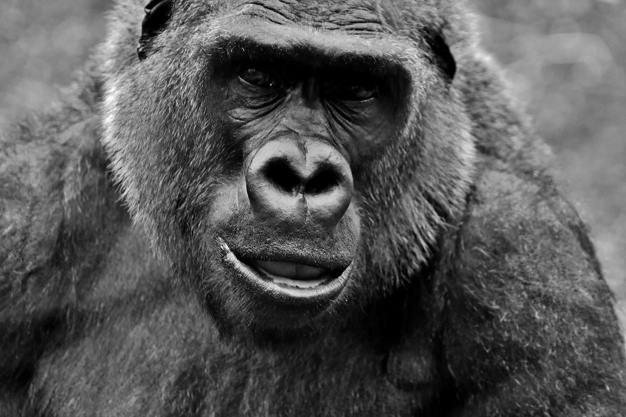 gorilla monkey animal free photo