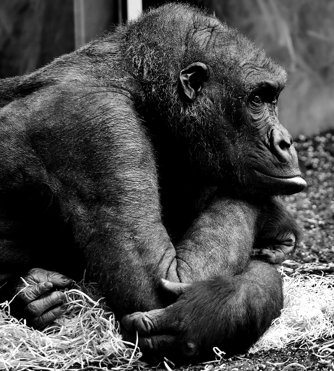 gorilla thoughtful monkey free photo
