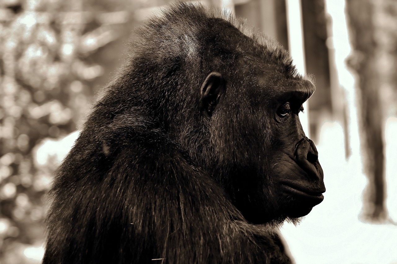 gorilla thoughtful monkey free photo