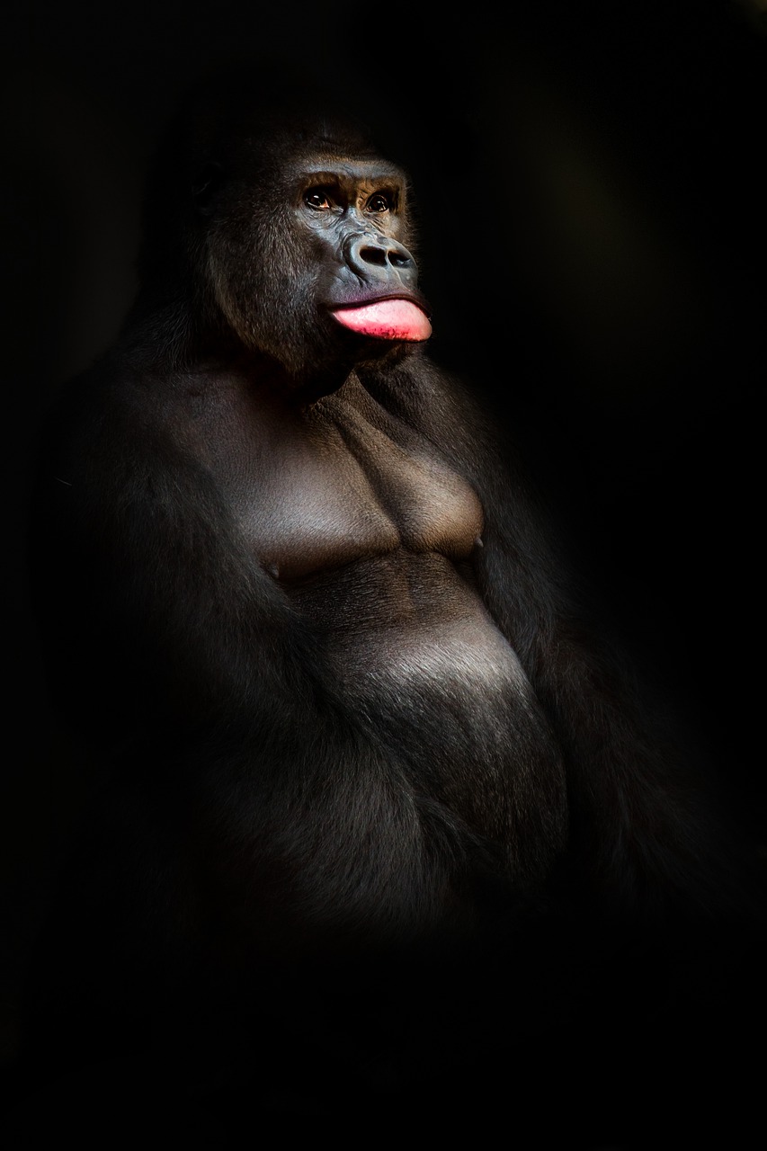 gorilla monkey primate free photo