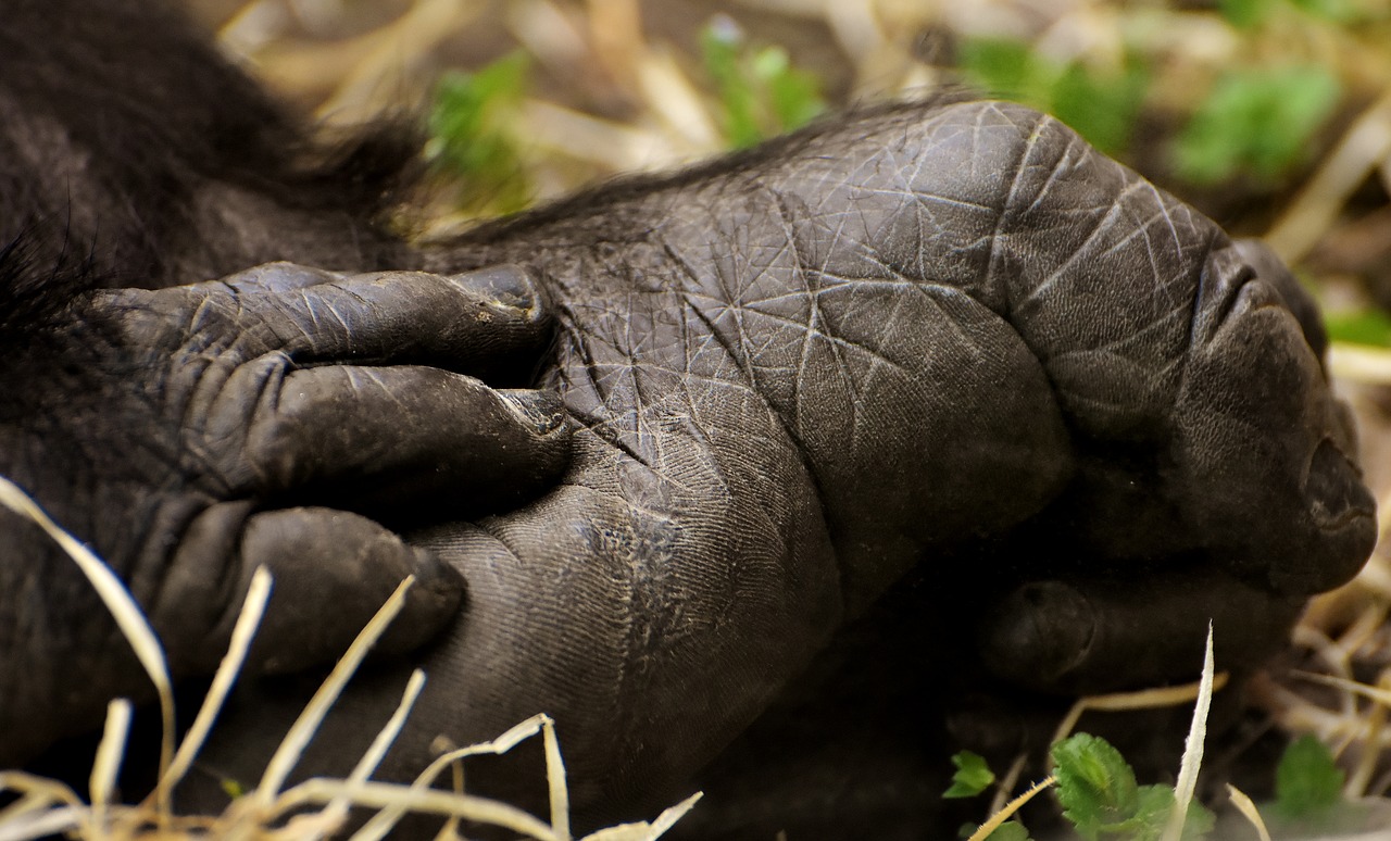 gorilla  foot  hand free photo