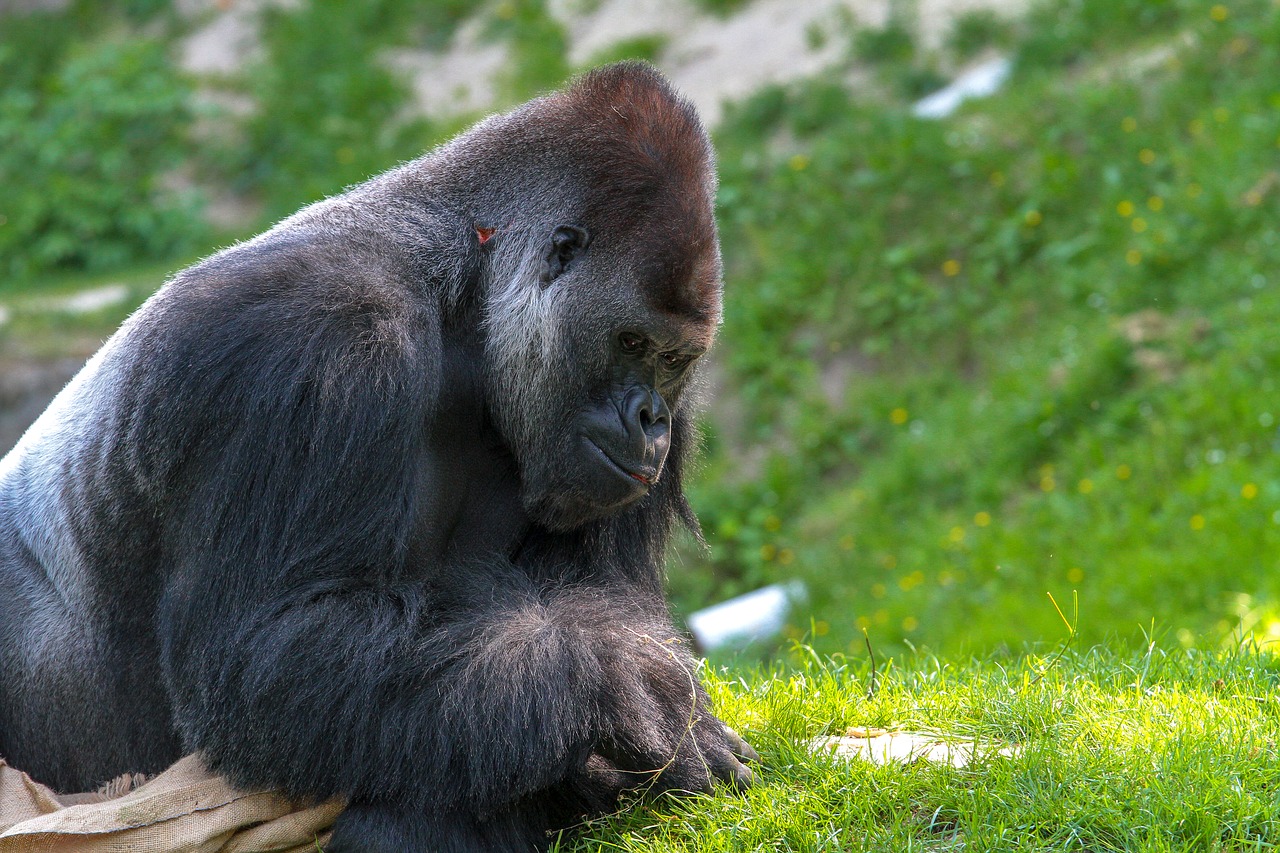 gorilla  monkey  animal world free photo