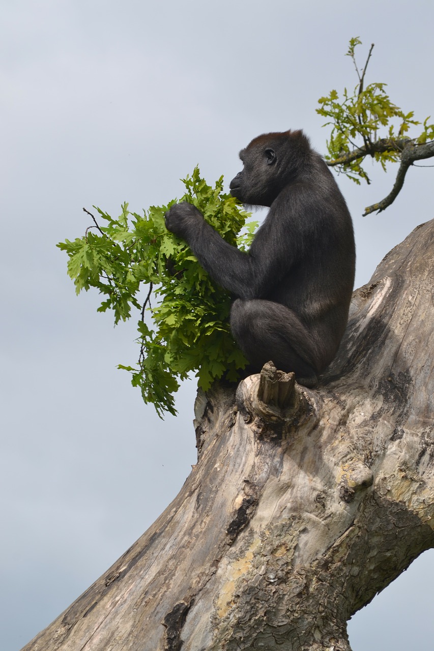 gorilla silverback silverback gorilla free photo