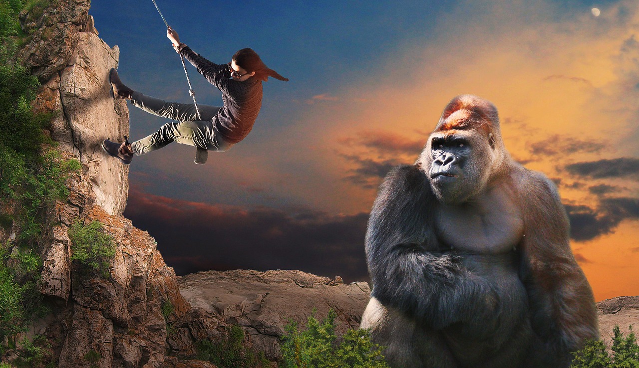 gorilla  monkey  climb free photo