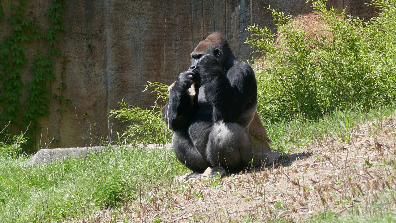 gorilla  ape  threatened free photo