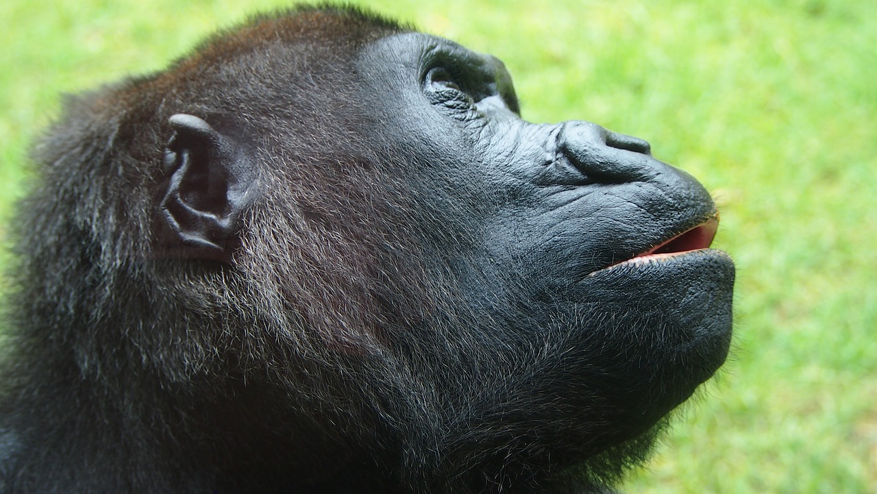 gorilla  face  zoo free photo