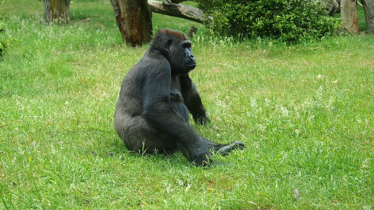 gorilla  face  zoo free photo