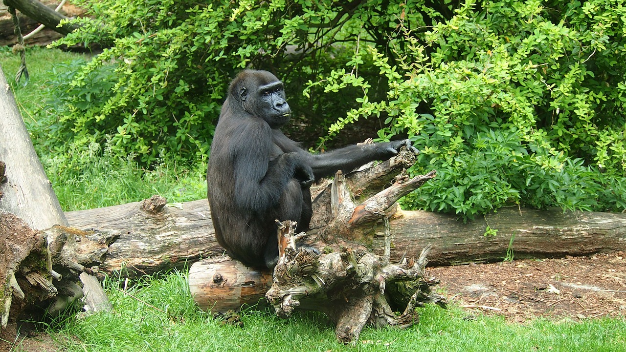 gorilla  face  zoo free photo