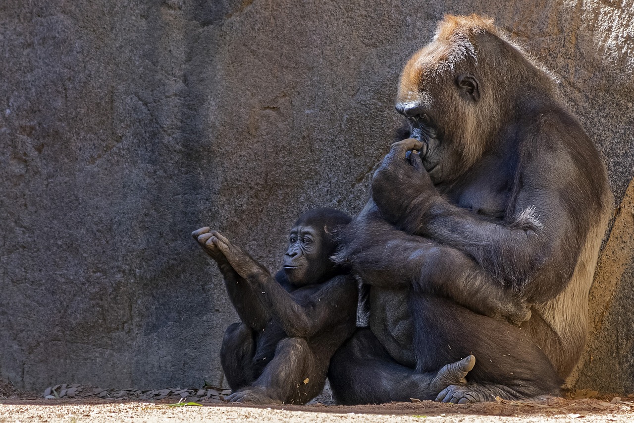 gorilla  monkey  zoo free photo