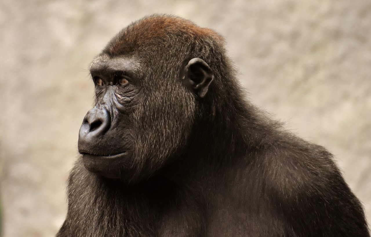gorilla  monkey  ape free photo