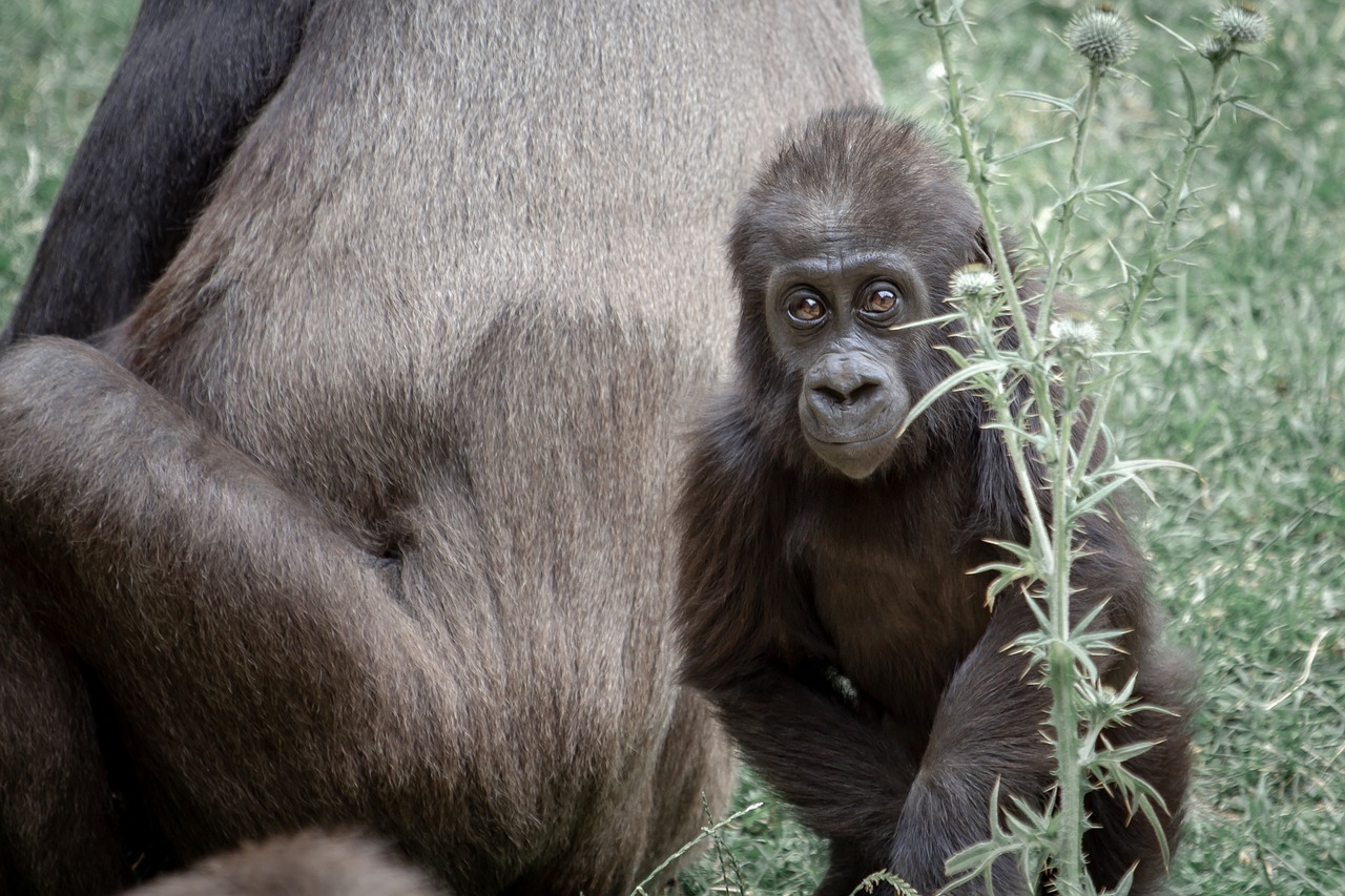 gorilla  ape  gorilla mother free photo