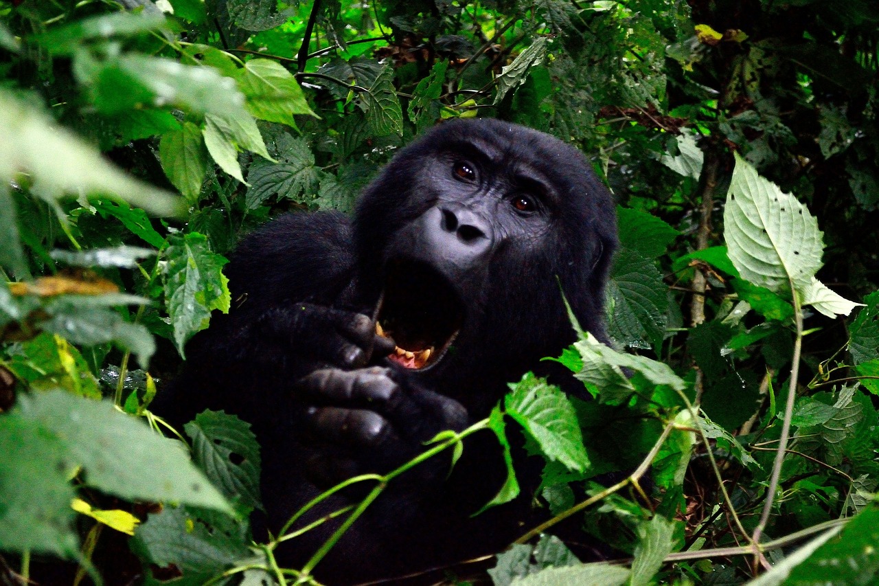 gorilla bwindi impenetrable forest uganda free photo