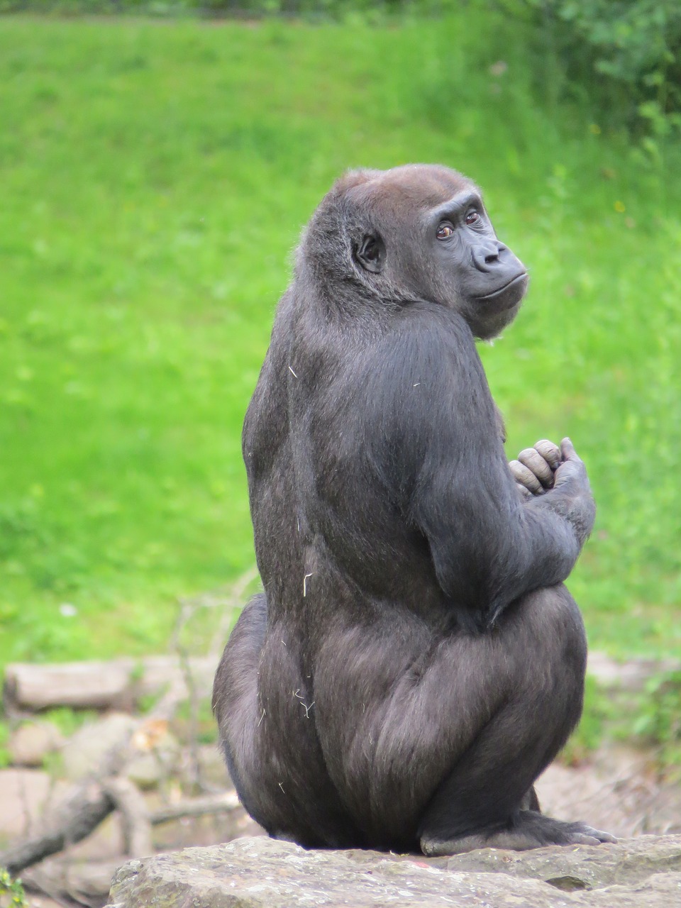 gorilla  sad  animal free photo