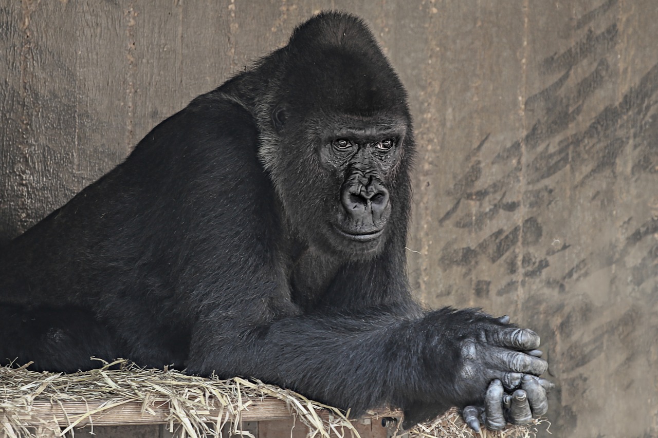 gorilla  monkey  zoo free photo