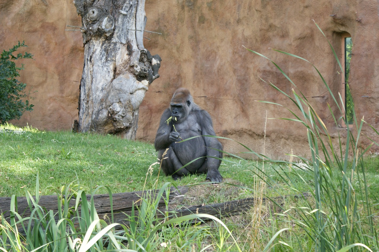 gorilla monkey grass free photo