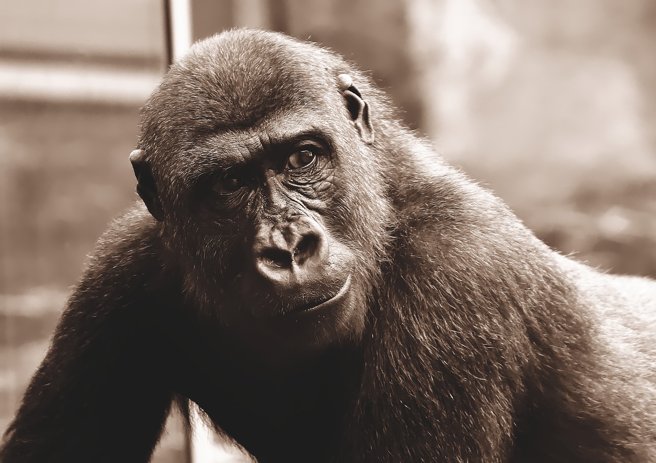 gorilla  monkey  animal free photo